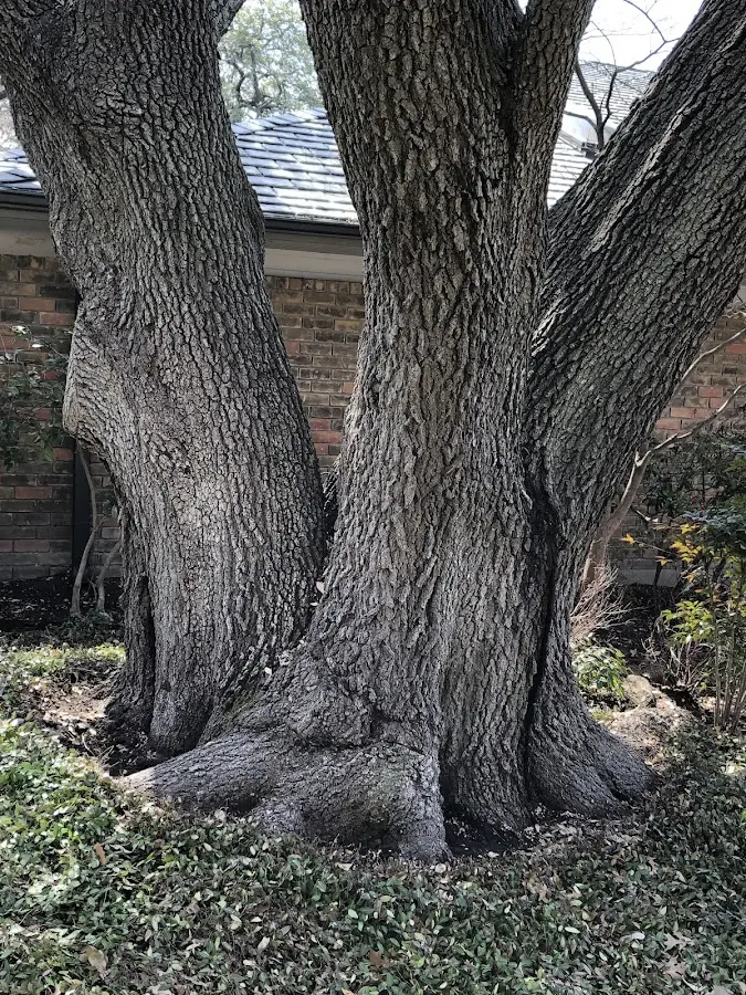 Mature heritage tree close to a Waverly property cared for by certified arborists